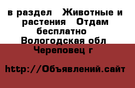  в раздел : Животные и растения » Отдам бесплатно . Вологодская обл.,Череповец г.